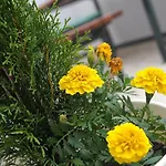Ondina 公寓 *